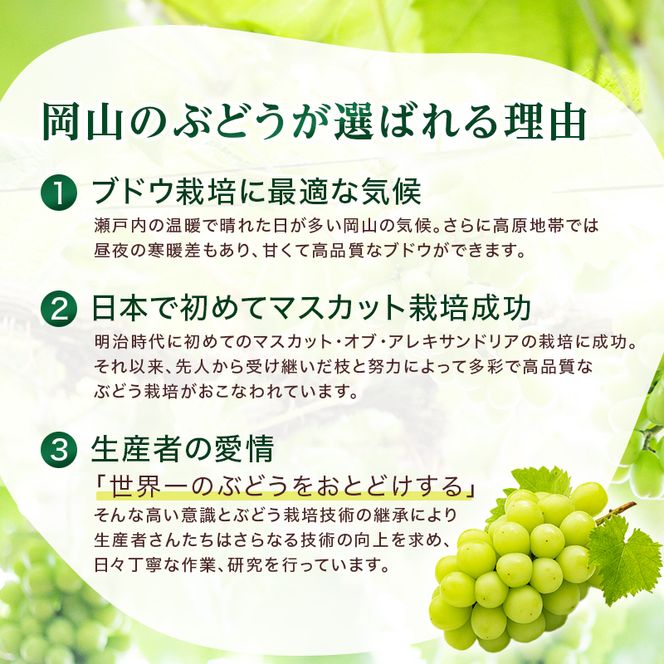 ぶどう 2026年 先行予約 岡山 名産  晴王 シャイン マスカット たっぷり2kg！9月上旬以降順次発送 ギフトにも ブドウ 葡萄  岡山県産 国産 フルーツ 果物 種なし 皮ごと 濃厚な甘み 上品な香り 