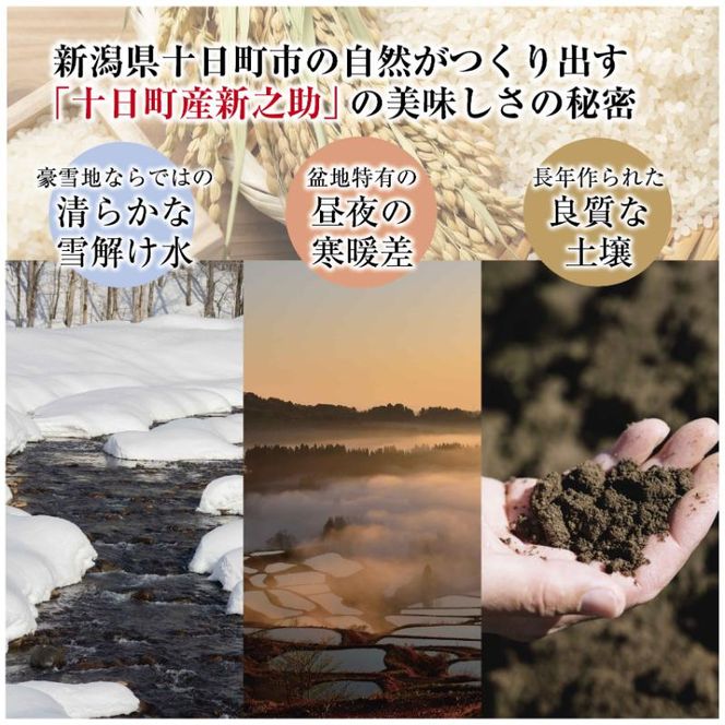 令和7年産 魚沼産 新之助 5kg 米 お米 コメ プレミアム米 新潟 魚沼 魚沼産 白米 送料無料 新潟県産 精米 産直 産地直送 契約農家 お取り寄せ 魚沼三昧 川治米店 新潟県 十日町市 大粒 甘み 