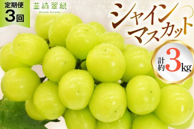 シャインマスカット 定期便 約1.0kg 3回 【2027年発送】 先行予約 韮崎翠緑セレクト NS-1020 [韮崎翠緑 山梨県 韮崎市 20744987] シャインマスカット シャイン マスカット ぶどう ブドウ 葡萄 マスカット 種なし 果物 フルーツ 山梨県産