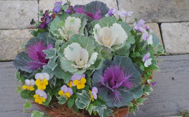 まるでお花のケーキ！葉ボタンの寄せ植え 苗木 