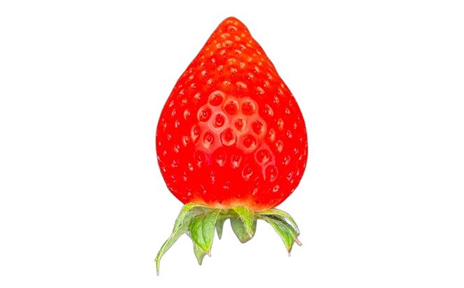 【先行予約】MIYAFARM いちご（品種：かおりの）12粒入り×4パック 合計 48粒 ※北海道・沖縄・離島への配送不可 ※2026年12月中旬～2027年5月下旬頃に順次発送予定