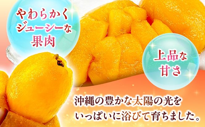 【2027年発送・先行受付】 【化粧箱入り】 沖縄産びわ (500g・9玉入り) フルーツ 果物 ギフト お取り寄せ 沖縄産 沖縄市 / ちゃんぷる〜市場[BCAA008]