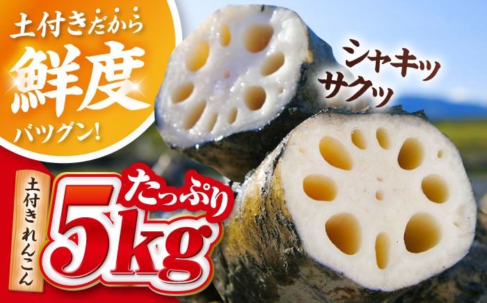 産地直送!土付き蓮根(5kg)[清水食品株式会社]れんこん レンコン 愛知県産 野菜 産地直送 愛西市 / 清水食品株式会社[AEAJ002]