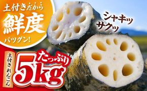産地直送！土付き蓮根（5kg）【清水食品株式会社】れんこん レンコン 愛知県産 野菜 産地直送 愛西市 /  清水食品株式会社[AEAJ002]
