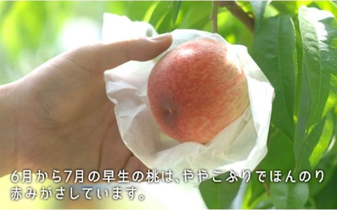 桃 2026年 先行予約 桃 早生種 約900g 3～4玉 もも モモ 岡山県産 国産 フルーツ 果物 ギフト