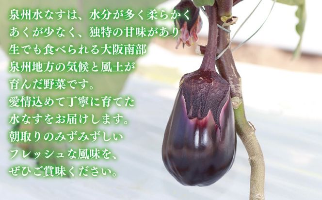 005A759o 【お歳暮対応】泉州 泉佐野市産 ハウス水なす 6個【茄子 泉佐野産 とれたて 新鮮野菜 やさい 高評価】