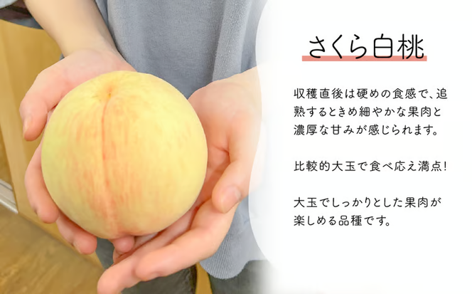 しっかりとした果肉「さくら白桃」ご家庭用 5-8玉 (岡山県産)【KF-A025-01】