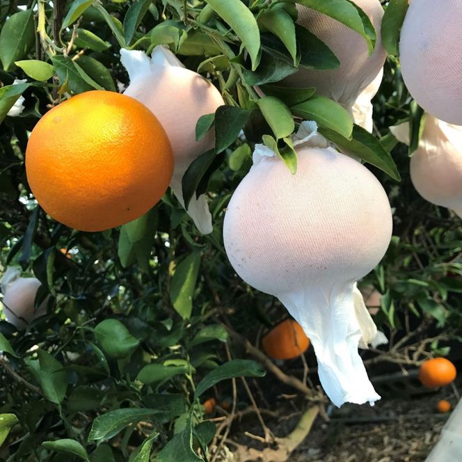 お試し規格 柑橘の大トロ ハウス せとか 厳選 小玉 3玉入 手さげ箱 × 8箱 南泰園 和歌山 有田 BS195