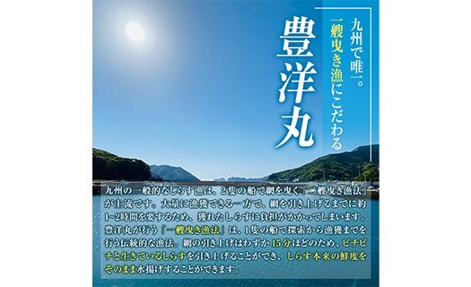 豊洋丸の鮮度抜群！ 生しらすセット (計200g・100g×2個) 冷凍 しらす しらす丼 丼ぶり 魚 さかな ご飯 ごはん 炒飯 チャーハン パスタ サラダ 国産 大分県 パック 小分け 便利 大分県 佐伯市【HK01】【OITAしらすhoyomaru豊洋丸】