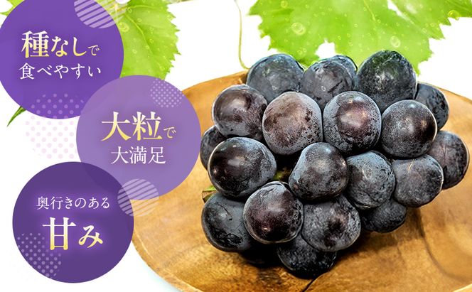 【2026年先行予約】 ぶどう 岡山県産 オーロラブラック （ 種無し ）約2kg（3～5房） 《2026年9月上旬-中旬頃出荷》 葡萄 ブドウ フルーツ 果物 スイーツ 数量限定 期間限定 岡山 里庄町 果物類 