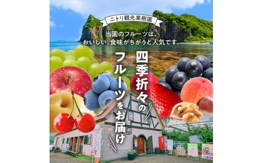 【先行予約：2026年8月中旬以降発送】フルーツ王国余市産「桃」規格外品3kg【ニトリ観光果樹園】_Y074-0148