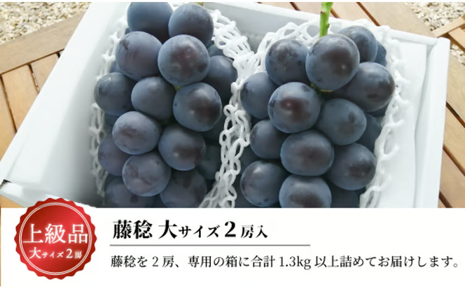 【2026年先行予約】大粒の藤稔 特大２房 / 計1.3kg～ (岡山県産) / ふじみのり 藤みのり ぶどう ブドウ 葡萄 先行予約 フルーツ 果物 真庭市 フルーツ王国 きよとう果樹園【KF-B056-03】