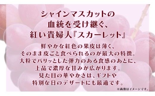 スカーレット 5kg 【2026年7月上旬発送開始】(茨城県共通返礼品：大子町) スカーレット ぶどう ブドウ 葡萄 皮ごと 希少種 フルーツ 赤い シャインマスカット 血統 贈答用 旬果 