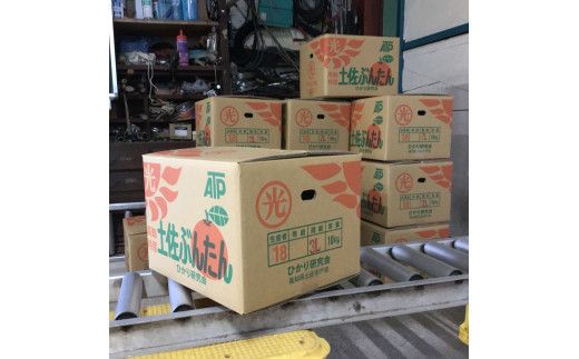 【先行予約】土佐文旦の創始 宮地文旦園の土佐文旦 家庭用2L 約5キロ 10～12個入り 5kg〈2027年3月上旬～4月下旬〉 ぶんたん ブンタン フルーツ 柑橘 みかん 果物 くだもの 柑橘類 デザート プレゼント ギフト 高知県 土佐市【宮地文旦園】[BQBP002]