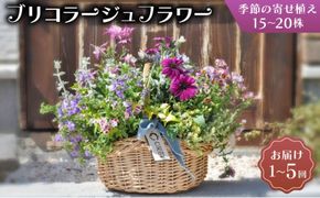 【選べる回数】季節のお花が楽しめる☆お花屋さん 通常便 1回 定期便 3回 5回 ブリコラージュフラワー 寄せ植え 15~20株