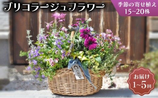 【選べる回数】季節のお花が楽しめる☆お花屋さん 通常便 1回 定期便 3回 5回 ブリコラージュフラワー 寄せ植え 15~20株