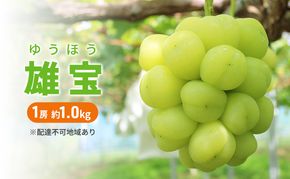 ぶどう 2026年 先行予約 雄宝 1房 約1.0kg  数量限定 ブドウ 葡萄 岡山 国産 フルーツ 果物 
