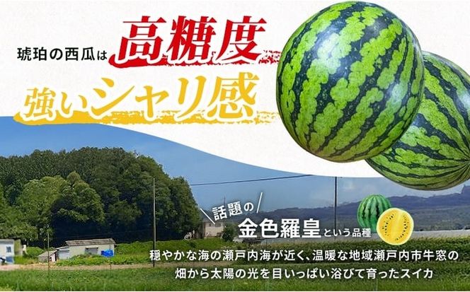 こはく農園 瀬戸内市牛窓産 琥珀の西瓜【金色羅皇品種使用】黄色 1玉(約7～9kg) スイカ 西瓜 フルーツ 国産 岡山 瀬戸内市 [№5735-3536]