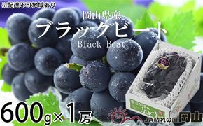 ぶどう 2026年 先行予約 ブラックビート 約600g×1房 ブドウ 葡萄 岡山県産 国産 フルーツ 果物 ギフト 岡山のぶどう 岡山の果物 デザート 食後 種無し 大粒 甘味 酸味 バランス
