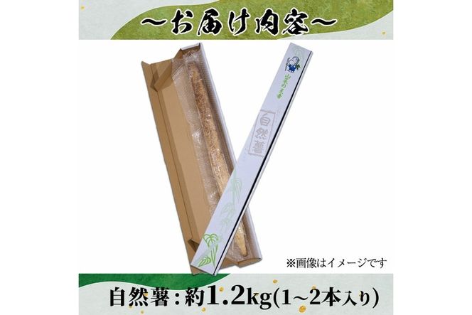 ＜先行予約受付中！2025年11月下旬から順次発送予定＞＜期間限定＞山菜の王者自然薯 (約1.2kg)  山芋 じねんじょ とろろ 長いも 国産 旬 野菜 新鮮 やさい 常温 保存 宮崎県 門川町 【自然薯組合】【Y-1】
