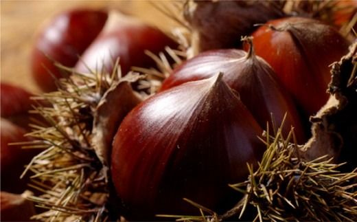 【宗家 源吉兆庵】栗をまるごと使用した『御前栗』9個セット ｜ 愛媛県 鬼北町 和栗 くり 高級 贅沢 和菓子 贈答用 季節限定 希少 旬の味 絶品　※離島への配送不可　※2026年1月中旬頃までに順次発送予定