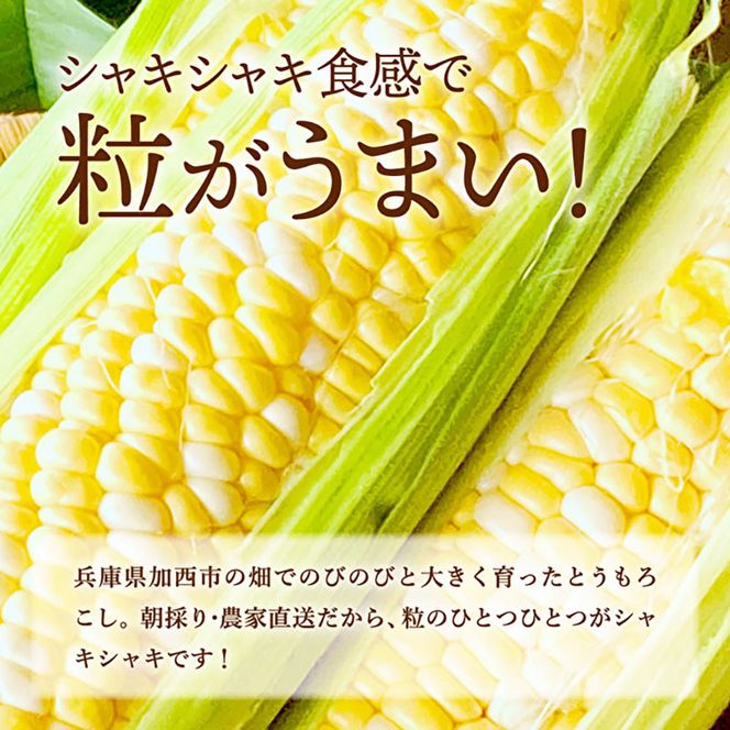 加西市のテロワール 日本酒 とうもろこし ペアリング セット 兵庫県 加西市 万願寺川 HATTA 720ml 1本 ＆ よしよし畑 とうもろこし 5本 コタニ酒店 セレクト