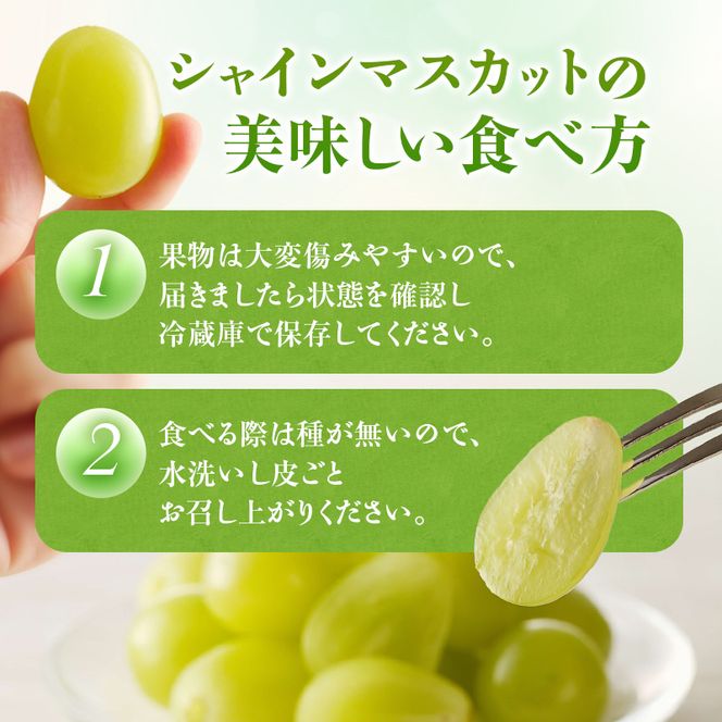 【2026年先行受付】 シャインマスカット 晴王 秀品 特大 約2kg 2房 岡山県産 ぶどう 葡萄 ブドウ ギフト 御礼 プレゼント 御礼 御祝 御供 果物 くだもの フルーツ