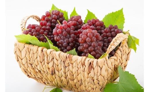 【2026年6月以降発送】いずもぶどうデラウェア 約1.5kg 7-8房 美味しい 先行予約 フルーツ 果物 322032_CG005