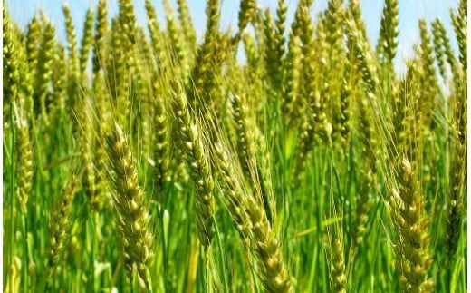 愛知県産 パン用 小麦粉 ゆめあかり 2.5kg × 4袋 計 10kg 国産 強力粉 ブランド 小麦 強力系小麦粉 ふわふわ もっちり 甘味 チャック付き パン ホームベーカリー ベーグル 食パン お取り寄せ 愛知県 碧南市 送料無料 H008-284