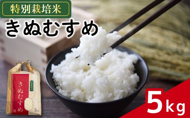 お米 きぬむすめ 5kg 農家直送 特別栽培米 精米 令和7年度産 お米 新生活 贈り物 人気米 ご飯 白米 コメ 贈答 静岡県 藤枝市