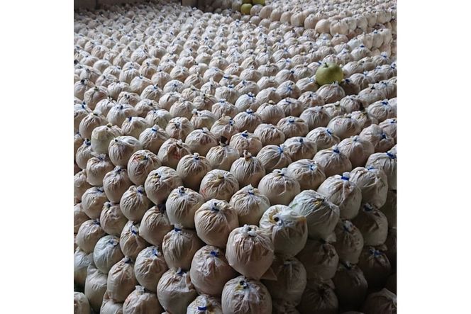 【先行予約／数量限定30】廿世紀梨 10kg（2026年9月上旬～発送） FK00029