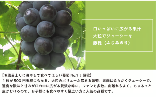 【2026年先行予約】大粒ぶどうの藤稔 お試し１房入 / 房600g以上 (岡山県産) / ふじみのり 藤みのり ぶどう ブドウ 葡萄 先行予約 フルーツ 果物 真庭市 フルーツ王国 きよとう果樹園【KF-B088-03】