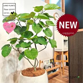 ウンベラータ （低木仕立ての自然樹形） 10号 白色 ぽってり スタイリッシュ 植木鉢 1鉢 【内部受皿・ココファイバー】 フィカス フィカスウンベラータ ゴム ゴムの木 ウランベータ ウンダベータ Ficus umbellata