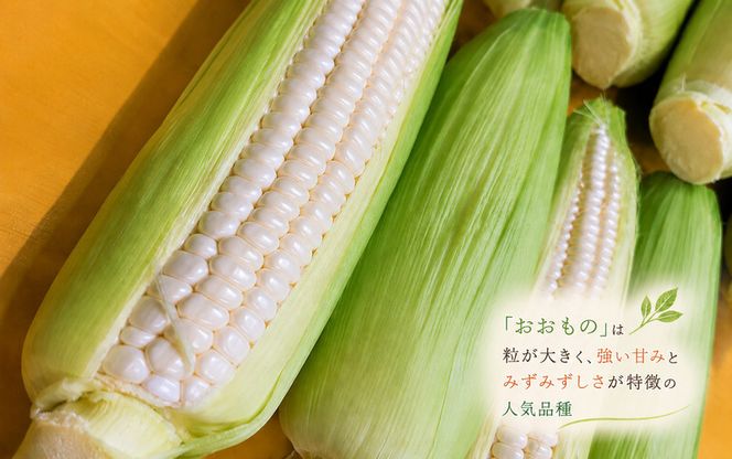 【7月下旬～8月上旬発送】 平泉町産 白い おおもの とうもろこし 1kg (4～6本) / トウモロコシ 野菜 やさい 甘い 濃厚 美味しい 【配送不可地域：九州／沖縄県／離島】【ipo001】