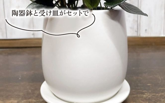 濃緑と赤紫のコントラストが美しい　シンゴニウム・チョコレート 糸島市 / cocoha / 観葉植物 グリーン 緑 インテリア[AWB039] 観葉植物 緑 グリーン 暮らし インテリア 植物 鉢 おしゃれ 室内 ギフト