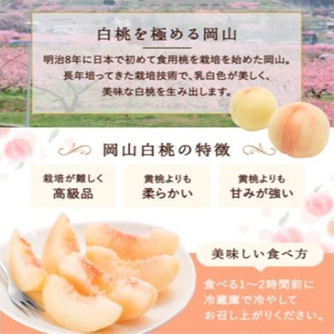 桃 2026年 先行予約 白桃 8玉(2kg以上)等級：ロイヤル 化粧箱入り もも モモ 岡山県産 国産 フルーツ 果物 セット ギフト