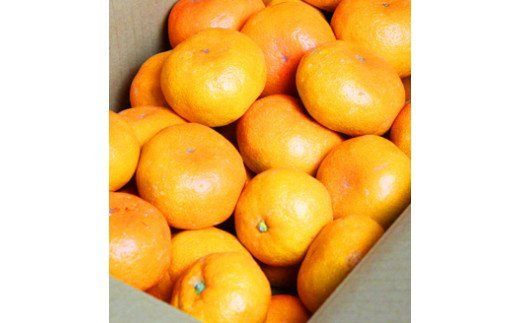 【先行予約受付　有田ミカン】紀州有田産　濃厚完熟温州みかん　3kg（ＭサイズまたはＳサイズ）※2026年11月下旬～2027年1月下旬頃に順次発送予定(お届け日指定不可)【uot713】