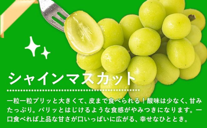 岡山県産 秀品 シャインマスカット ニューピオーネ 詰め合わせ 約1.2kg 2房 葡萄 果物 厳選出荷 スイーツ フルーツ デザート 岡山県 笠岡市《9月中旬-11月上旬頃出荷》数量限定 秋旬 種なしぶどう---kasaoka_zsy_38_12---