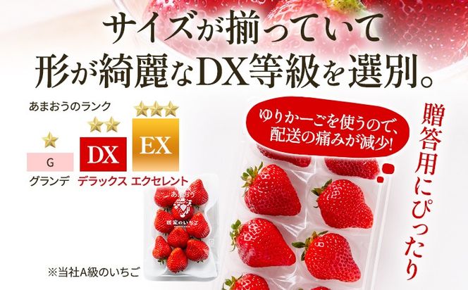 あまおう 8～9粒入り×4パック （先行受付／2025年1月以降順次発送予定）いちご 大粒 不揃い DX デラックス エクセレント 苺 イチゴ 福岡高級 フルーツ 土産 福岡県