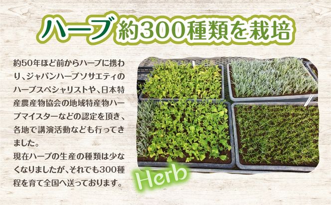 【ハーブショップYOU'樹】【おまかせセット】『ハーブとの出会いから約50年。山梨県唯一の「地域特産物ハーブマイスター」が育てるハーブ苗』オリーブの苗セット 4号鉢 2本 SWBE001