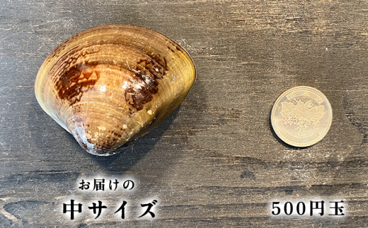 岬だよりの 希少 天然はまぐり 中サイズ 500g×2袋