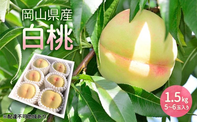 もも 2026年 先行予約 岡山県産 白桃 1.5kg (5玉～6玉入り) 桃 モモ フルーツ 果物 岡山 赤磐市