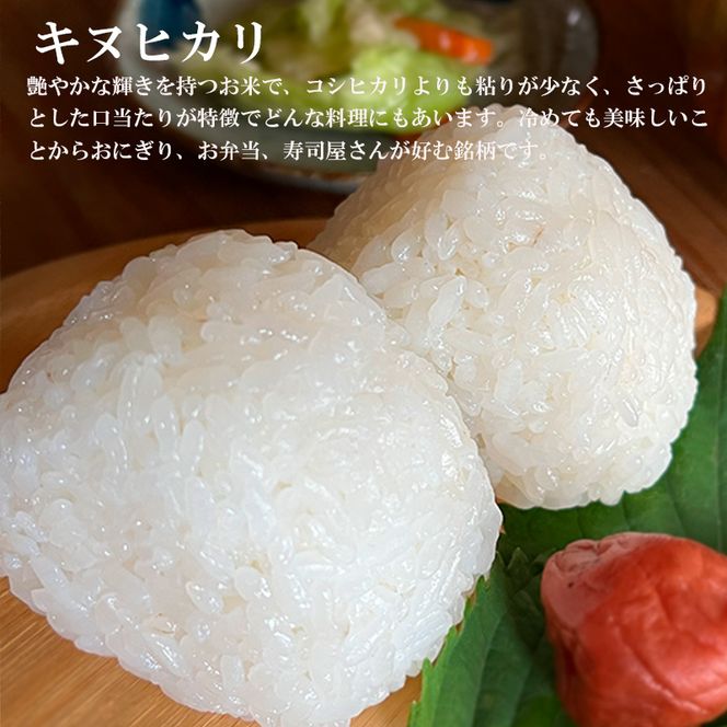 キヌヒカリ 5kg 新米 京都 丹波 お米 米 精米 きぬひかり 産地直送 令和8年 5キロ 新米26