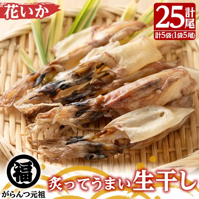 鹿児島県阿久根市産生干し「花いか」(計25尾・5尾×5袋)国産 魚介 干物 ひもの イカ 烏賊 がらんつ干物【マルフク川畑水産】akn029-06