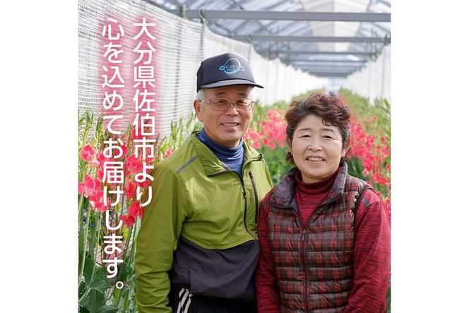 ＜農家直送＞スイートピー ミックス (100本) 期間限定 花 切り花 生花 九州産 国産 大分県 佐伯市 宇目 清幸農園【BZ64】【清幸農園(有)】