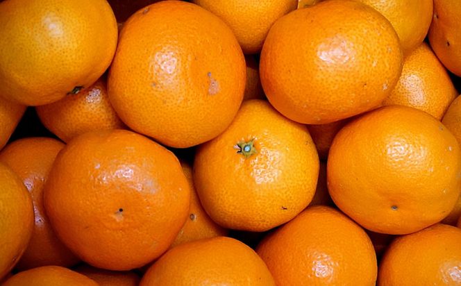 有田の旬の食べごろみかん約5kg（サイズ混合）（秀・優品混合）★2026年11月下旬頃より順次発送 ［TM226］ 303446_XH92277