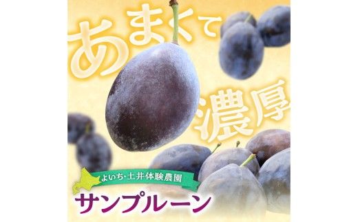 【先行予約：2026年9月中旬以降発送】小玉で食べやすい！ 余市産 生プルーン 1.6kg サンプルーン 甘酸っぱい_Y127-0018