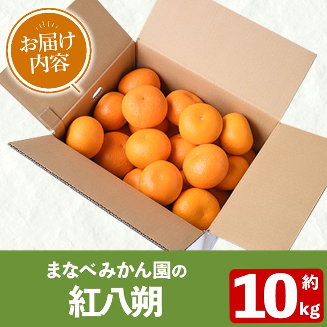 ＜先行予約受付中！2027年2月上旬以降順次発送予定＞まなべみかん園の紅八朔(約10kg) 国産 鹿児島県産 阿久根市産 柑橘類 みかん ミカン 蜜柑 果物 フルーツ べにはっさく 期間限定 数量限定 贈答用 ギフト デザート【有限会社まなべみかん園】akn034-05