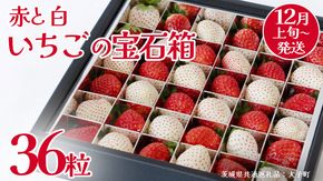 赤いちご と 白いちご の宝石箱36粒【2025年12月上旬発送開始】(茨城県共通返礼品：大子町) いちご 苺 果物 フルーツ 果実