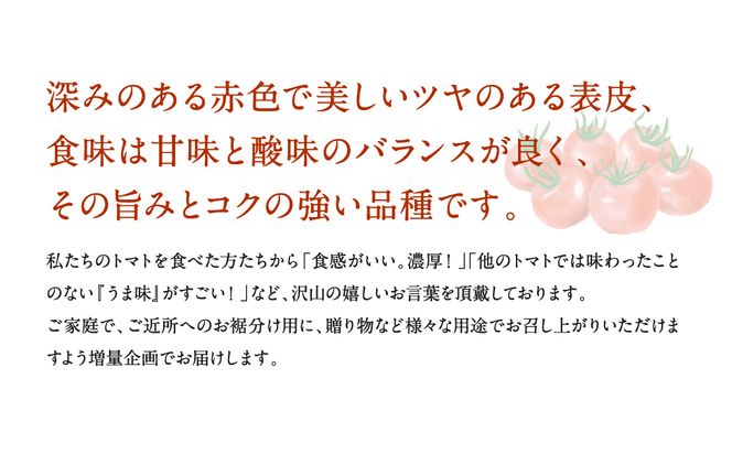 【甘みと酸味のバランス、旨みが絶妙な代表作】完熟収穫ミニトマト 約3kg トマト 甘い 野菜 旬 サラダ